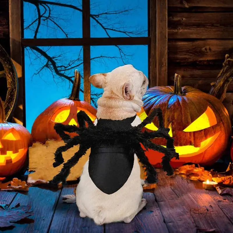 Spider Pet Costume for Dogs & Cats | NIGHTFALL